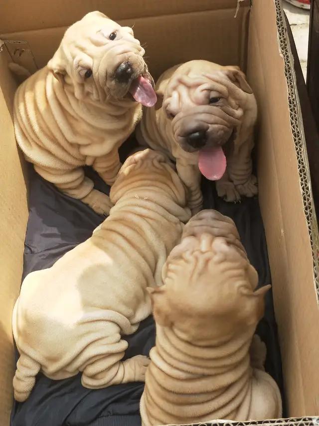 开封杨丰宠物市场最新价格信息,开封杨丰宠物市场现在开着吗