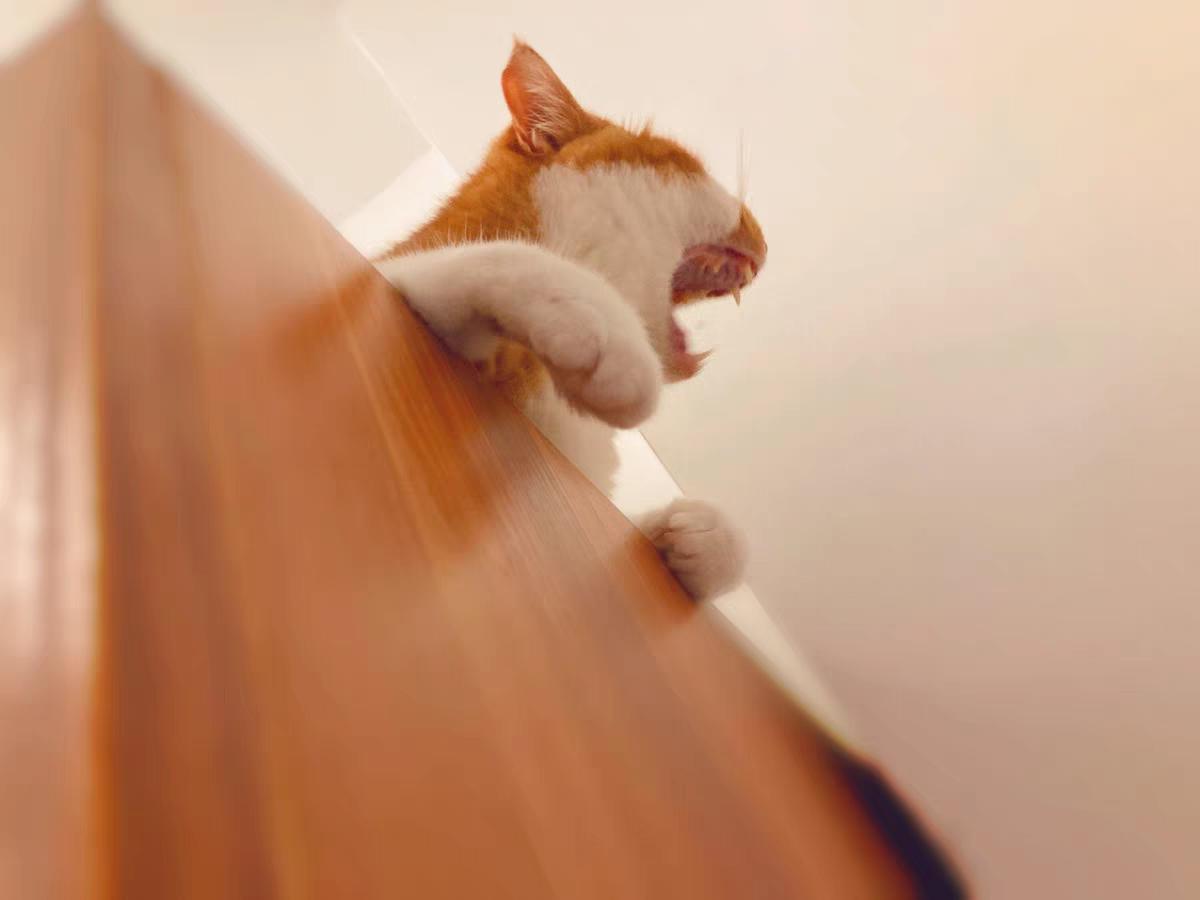 什么牌子的猫粮性价比高还安全,什么猫粮最好良心猫粮排行榜