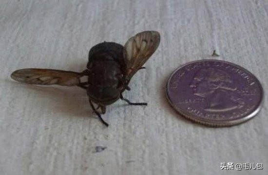 世界上最大的动物长什么样,所有动物最大的样子有多大