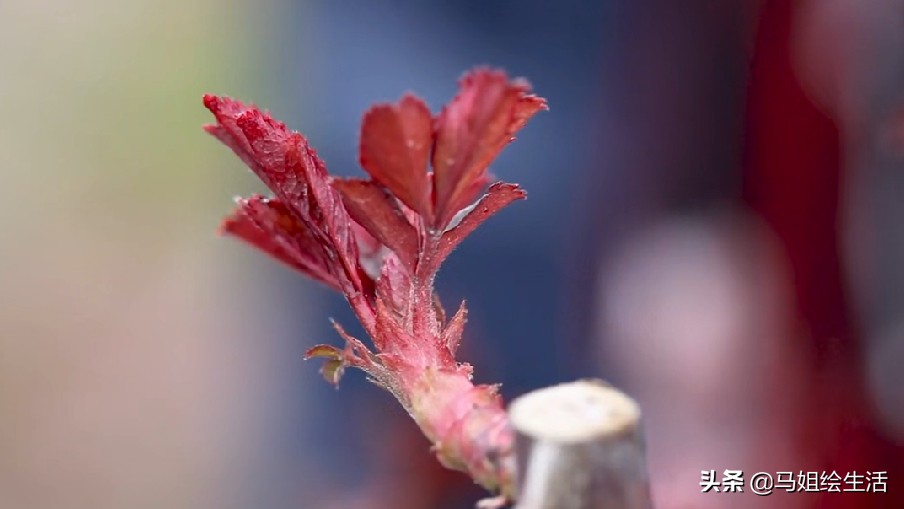 月季下面的芽点是不是要去掉,月季每个叶片都发了芽点怎么处理