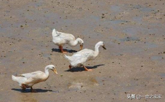 海鸭蛋被央视曝光了,央视曝光一戳就流油的海鸭蛋