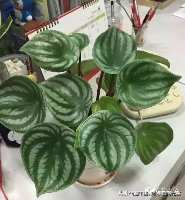 100种常见花卉植物图谱,100种花卉素描图谱