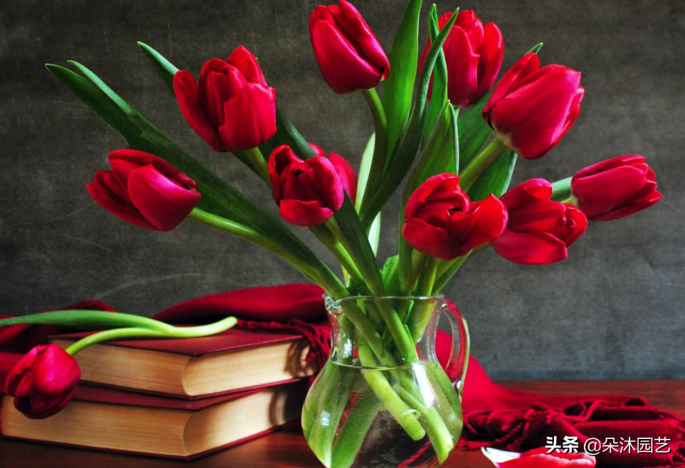 郁金香花的花语和图片大全,花艺知识花材有哪些种类