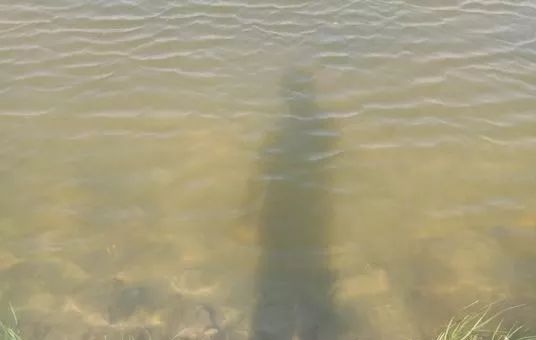 水体呈黑褐色是怎么回事,水体黄浑用什么解决