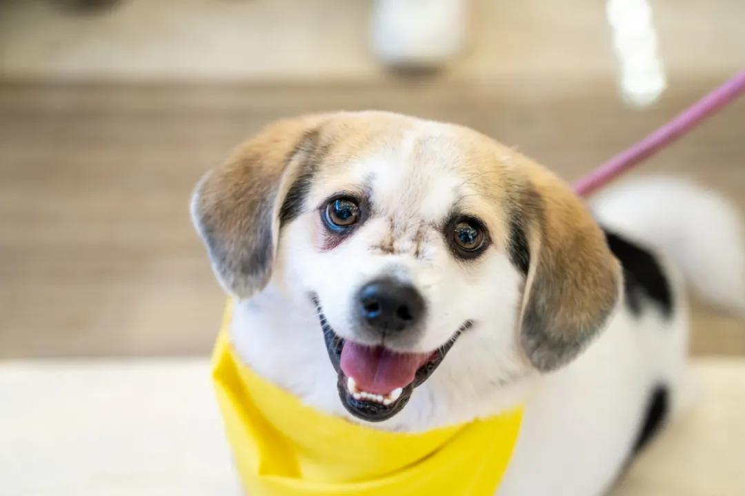 CPF活动预告|阿派第30届领养日——人间值得，只要它能与你相遇