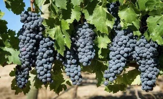 葡萄上色慢叶面喷红糖水行吗,葡萄上色期叶面喷钙多久能吸收