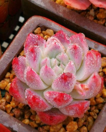 种多肉一年利润多少万正常,一亩地多肉利润