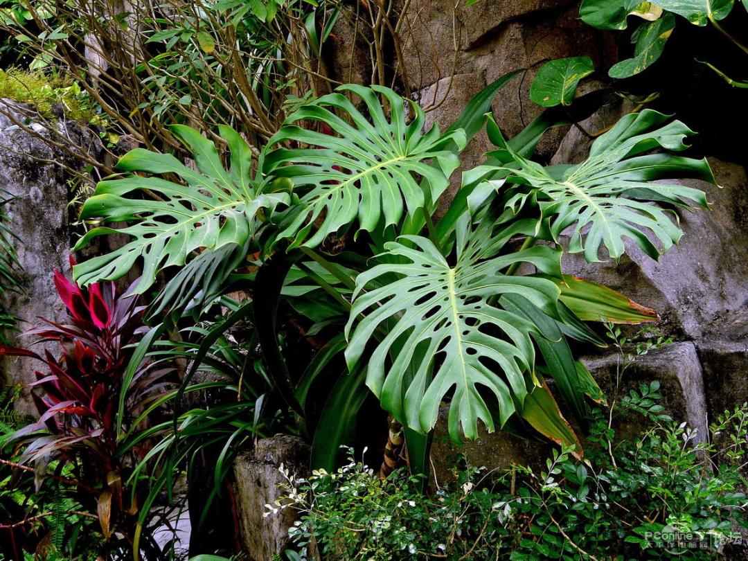 别说你对绿植没有误解，来看看你占哪一条