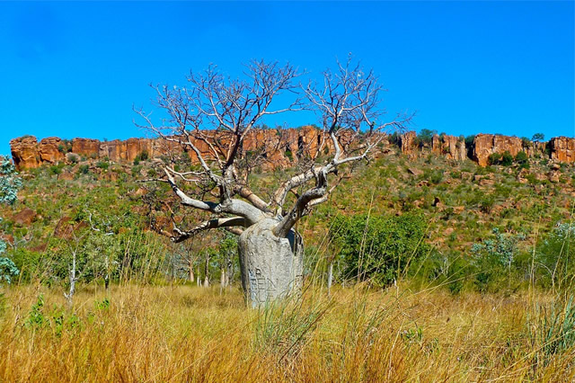 世界上10大最奇特的植物,世界上最奇特的植物叫什么名字