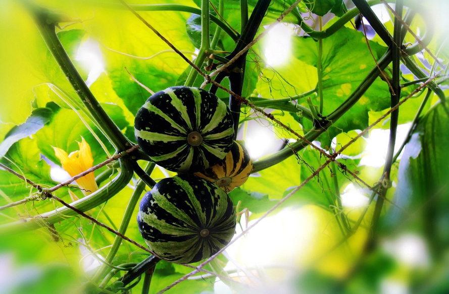 扫落叶优美诗句,扫落叶的诗句