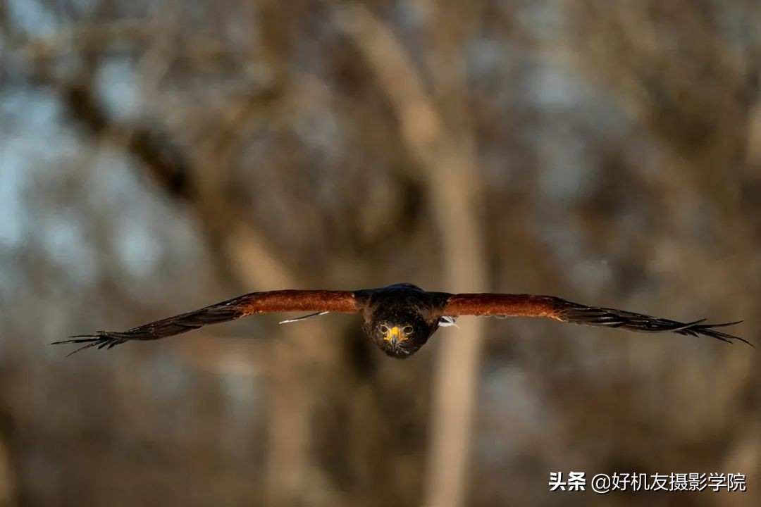 索尼全画幅适马和腾龙怎么选,腾龙和适马镜头哪个适合索尼微单