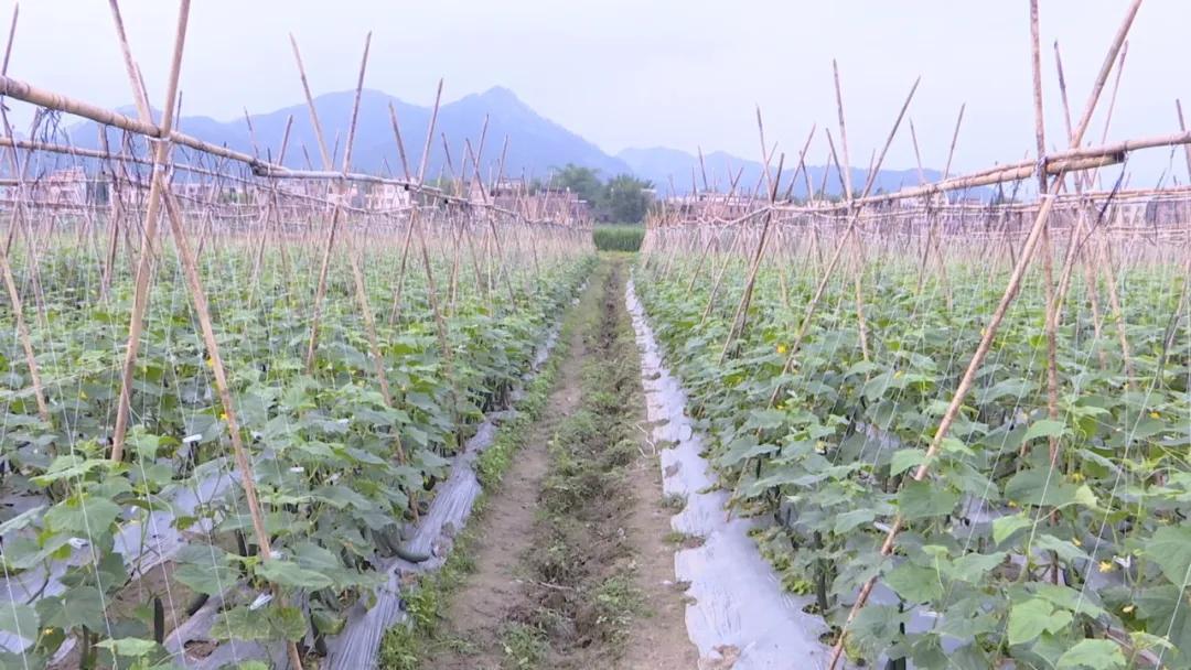 怀集县马宁镇富礼村新农村建设,增收致富决战决胜脱贫攻坚