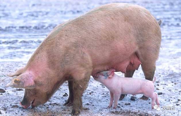 母猪子宫脱落用什么药,母猪产子后子宫脱落是什么原因