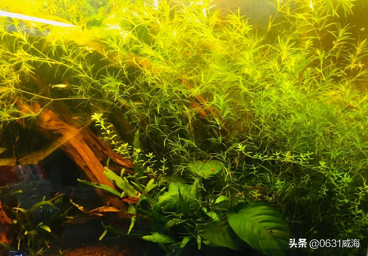 水草缸浑浊怎么处理,水草缸水质太肥如何处理