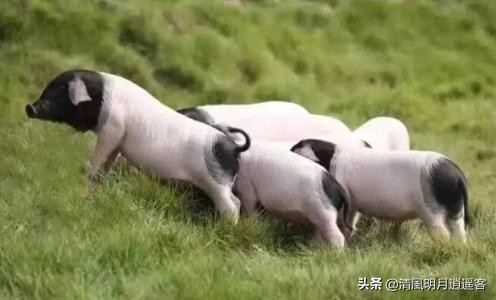 中国的猪是世界一半吗,中国的猪是什么品种