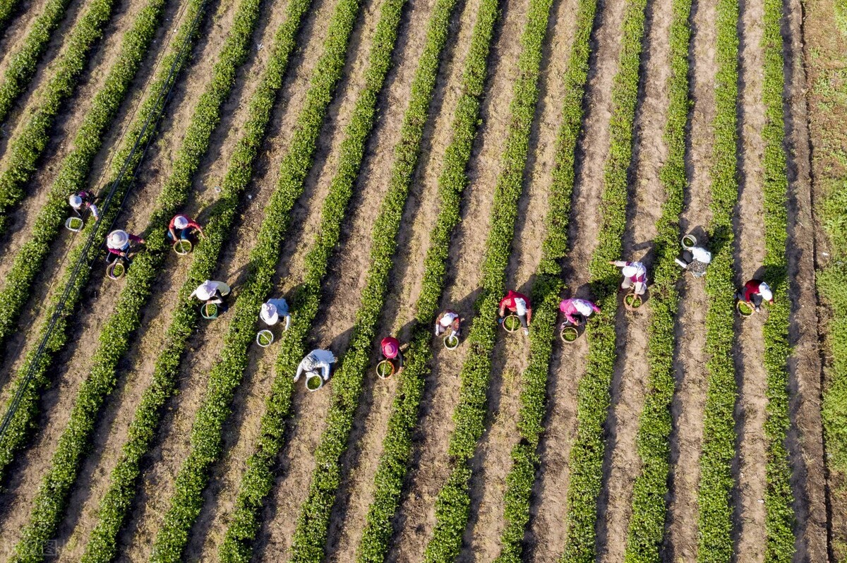 茶的六大分类,茶叶分类及六大茶类的代表茶