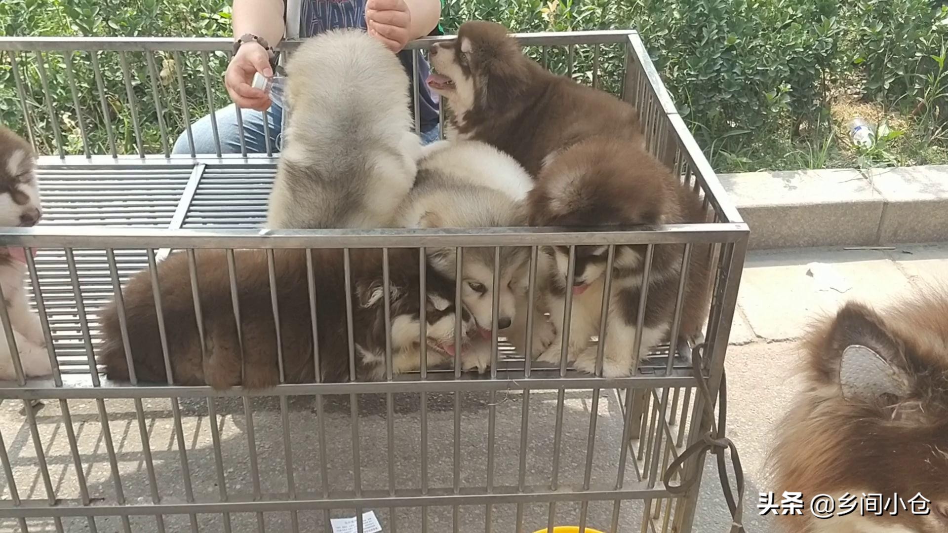 豫东最大狗市在哪里 (豫东南最大的狗市在哪里)