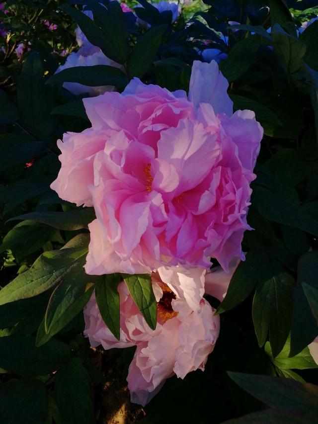 洛阳牡丹花摄影,中国牡丹花开摄影