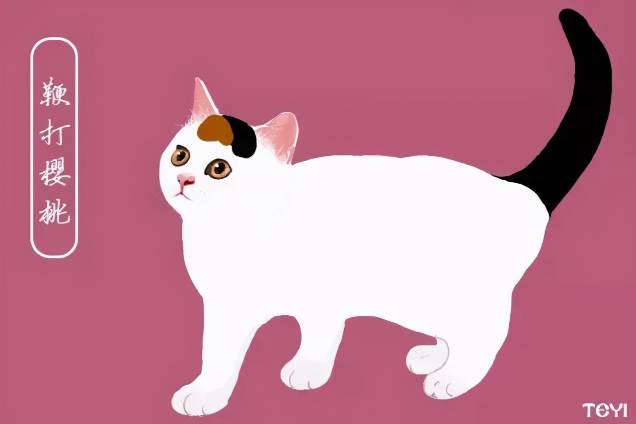 中华田园猫的品种介绍和图片大全,常见中华田园猫品种名称