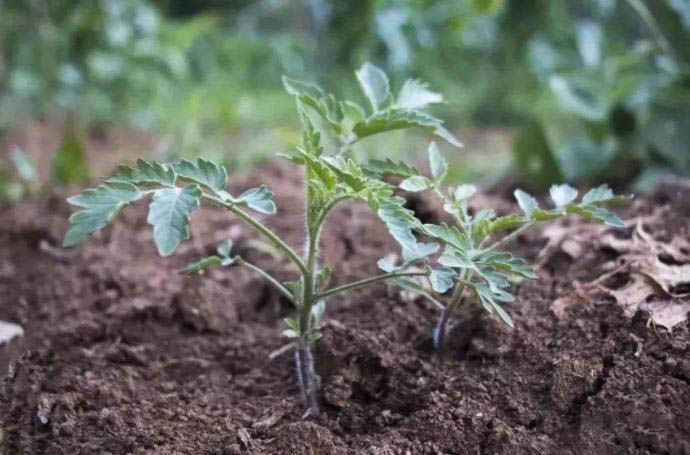 番茄育苗不发芽怎么办,番茄种植不打药方法