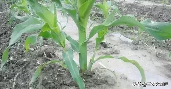 玉米丫子用不用掰,玉米丫子多大可以掰
