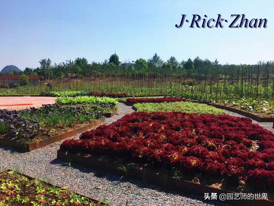 城市蔬菜园景观设计,蔬菜花园造型