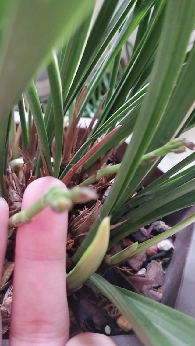 鍏拌姳鍚嶅搧鑺卞墤澶у叏,鍏拌姳鑺卞墤鍑虹幇鑺辫娊