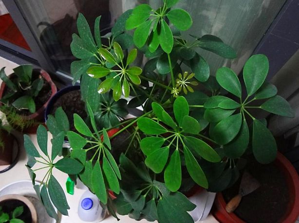 鸭掌木吸甲醛吗,鸭掌木能净化空气吗