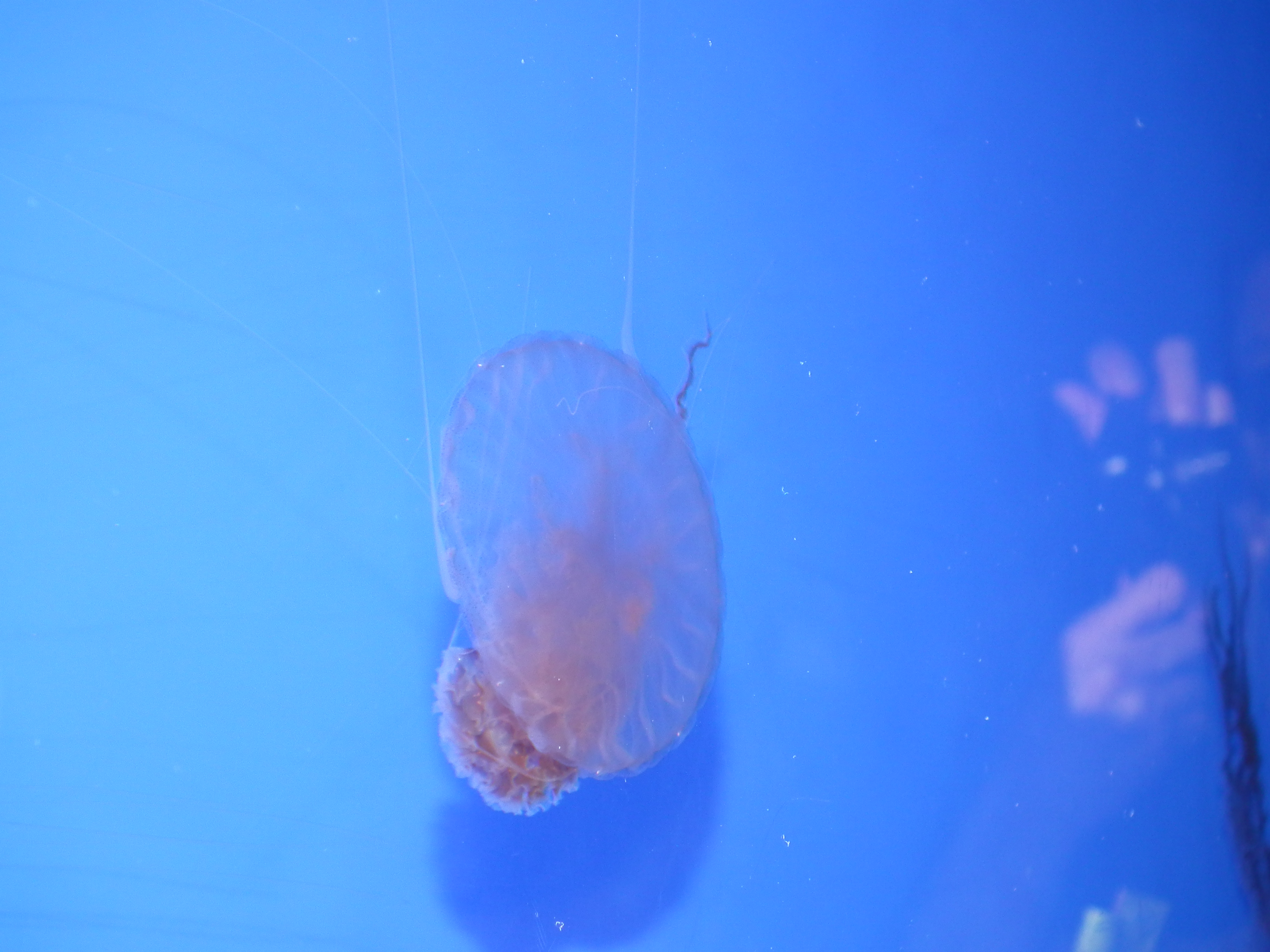 香港迪士尼海洋公园有什么项目,香港海洋迪士尼乐园