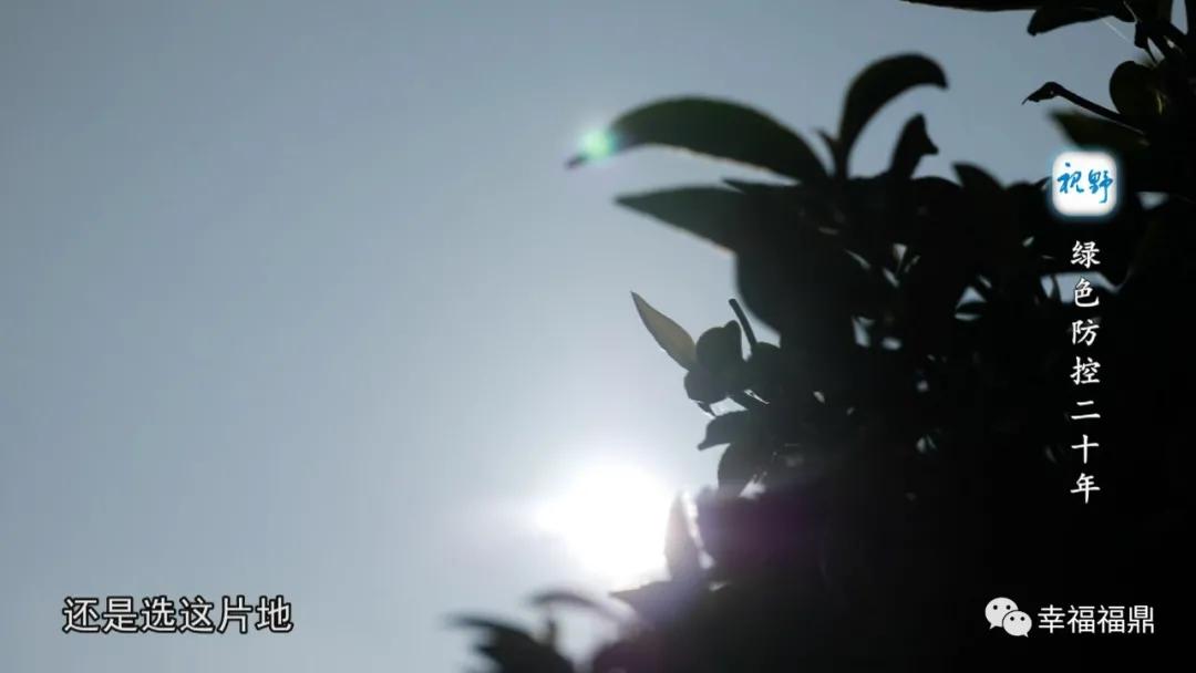 绿色茶园除草剂,无除草剂的茶园