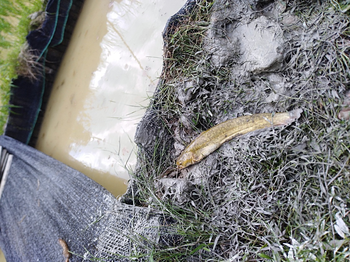 稻田驱鸟神器制作方法,稻田赶鸟神器视频大全
