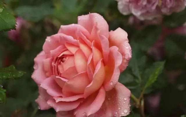 101种玫瑰品种科普你都认识吗,100种玫瑰品种科普你都认识吗