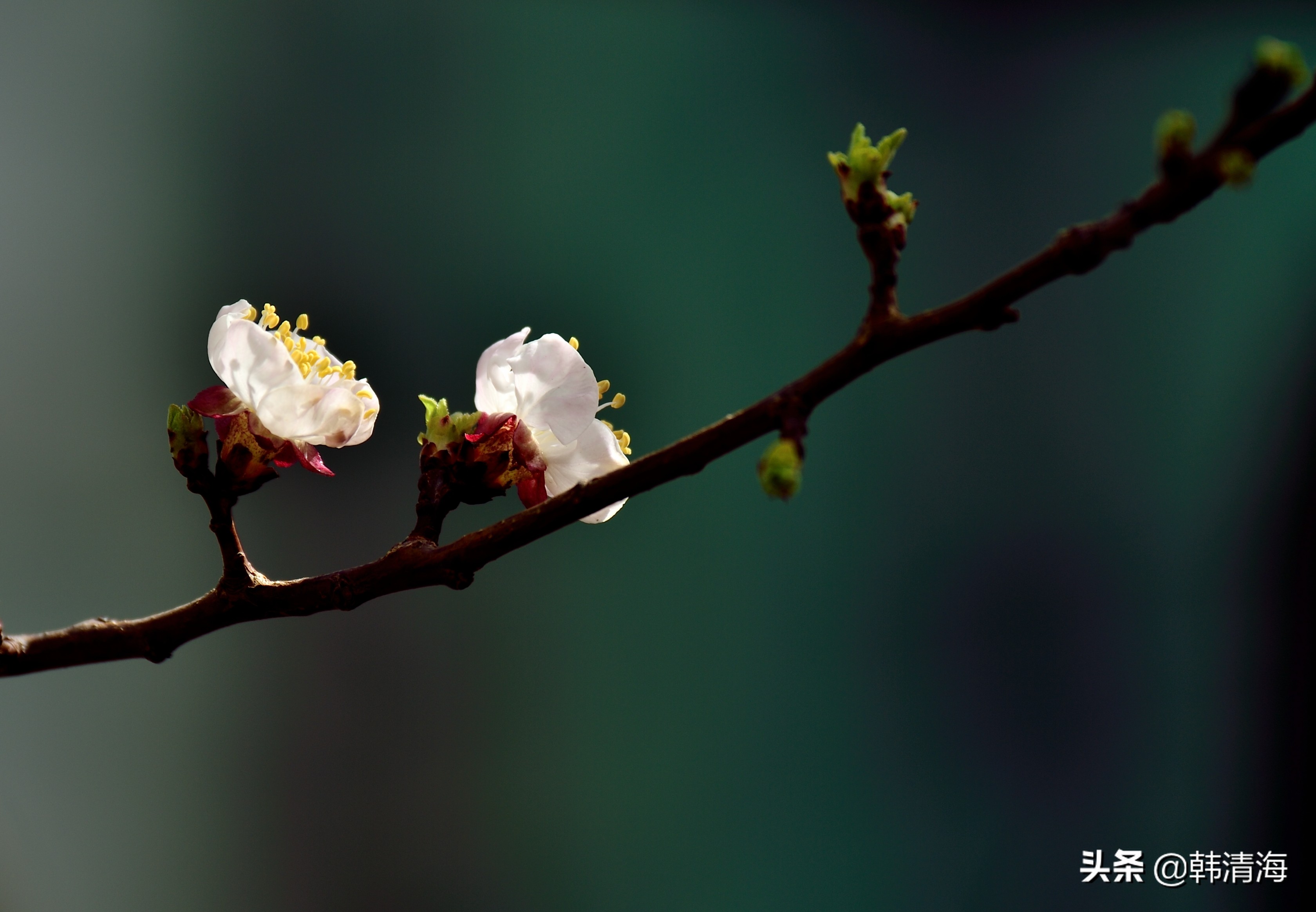 天津市南开区水畔花园新房,天津杏花什么时候开花