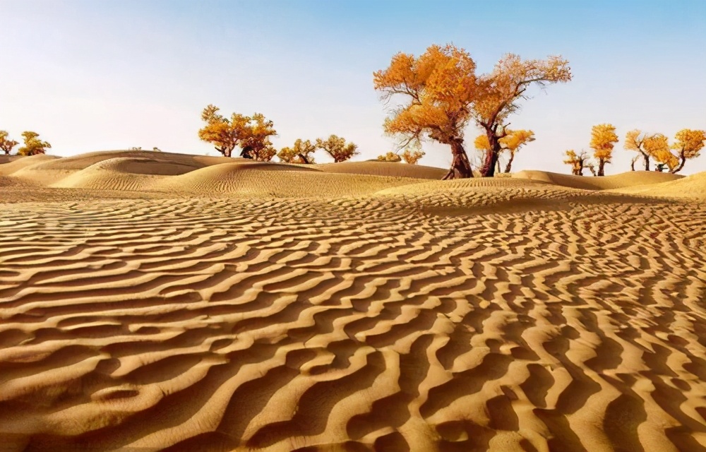 塔克拉玛干沙漠中的植被,塔克拉玛干沙漠腹地中的植物