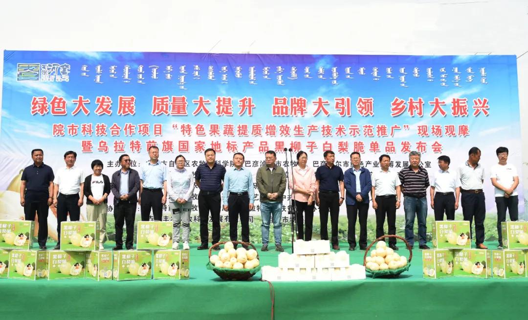 黑柳子白梨脆甜瓜直播,黑柳白梨脆