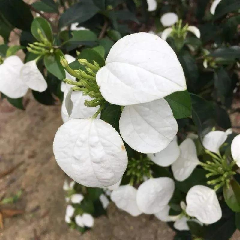 绿植绿油油的叶子,绿白相间叶子绿植