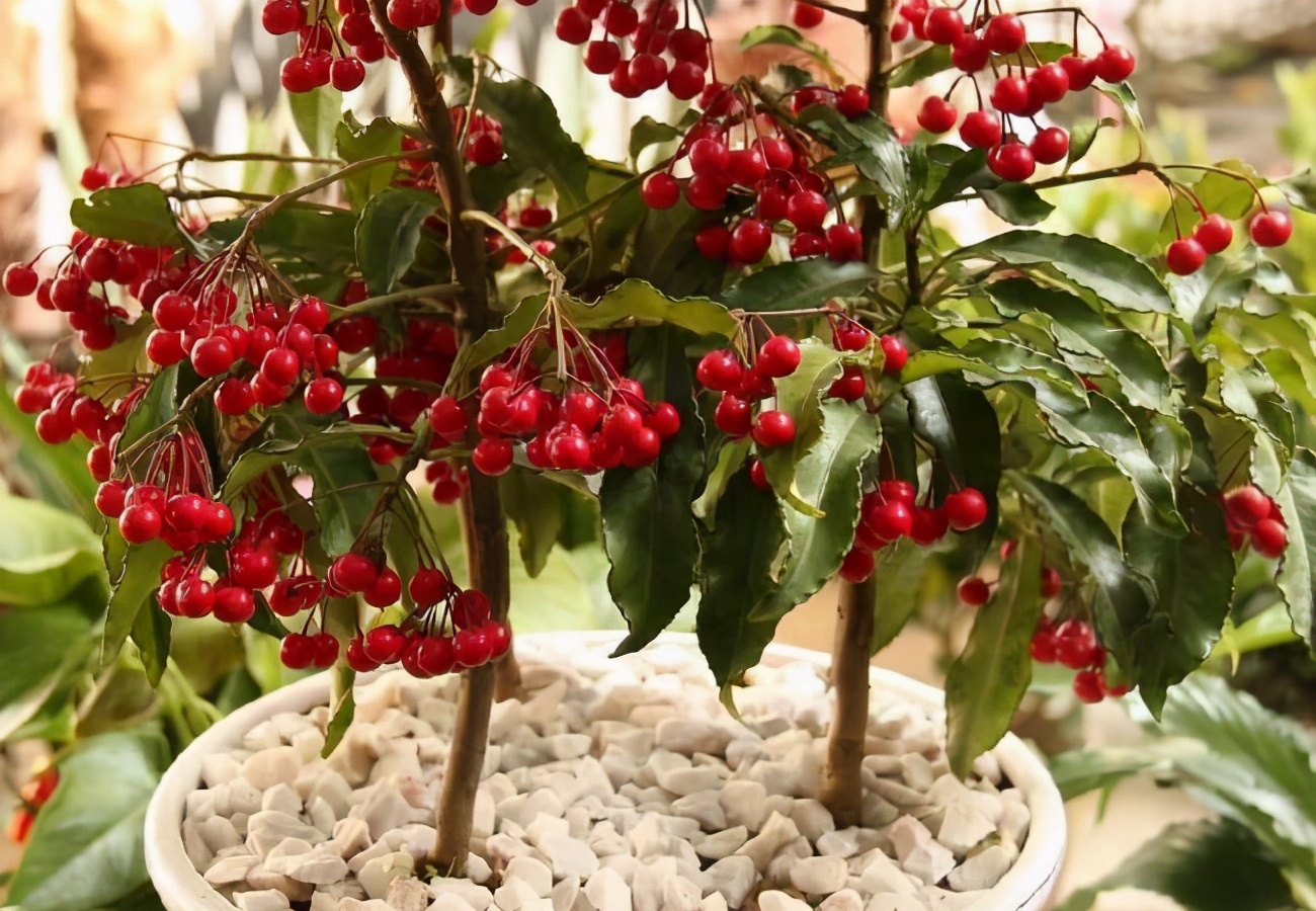 盆栽观果植物有哪些,观果植物具备哪些特征