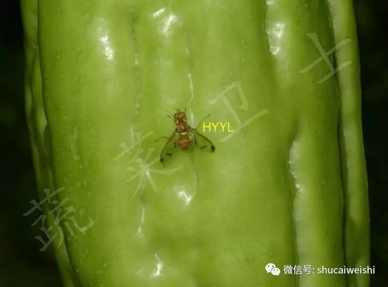 瓜实蝇防治视频,如何有效防治瓜实蝇