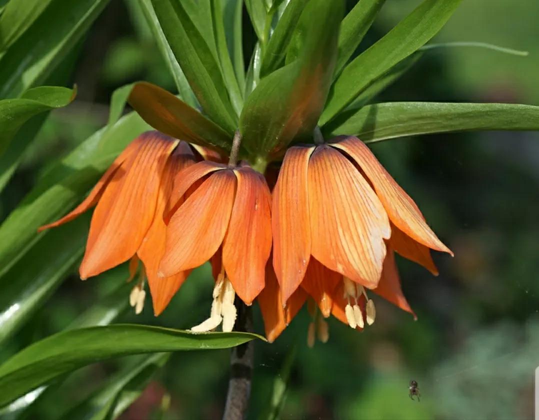 奇葩造型花:头上长草,心中有鬼,白月光。白天不开你非要晚上开