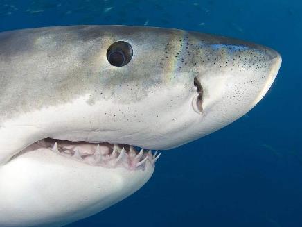 能让大白鲨恐惧的五种海洋生物,凶猛的鲨鱼大白鲨