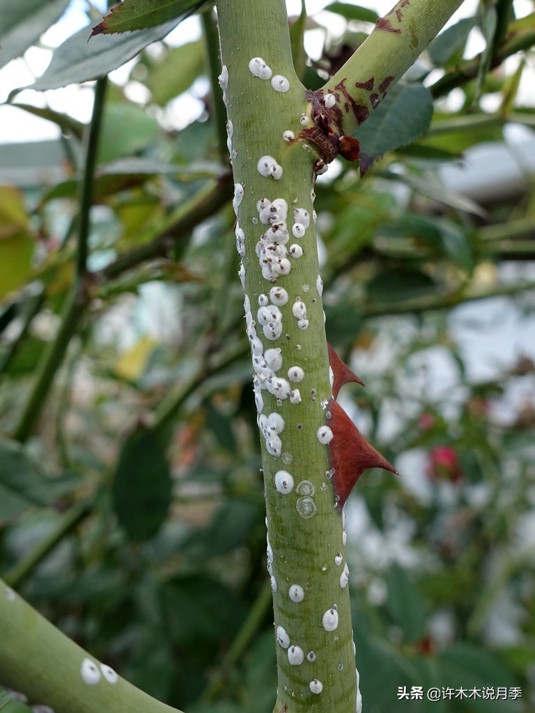 月季病害通用药,月季病害的必备药物