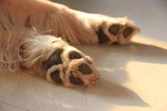 狗狗常见的100病,狗狗有多少种传染病