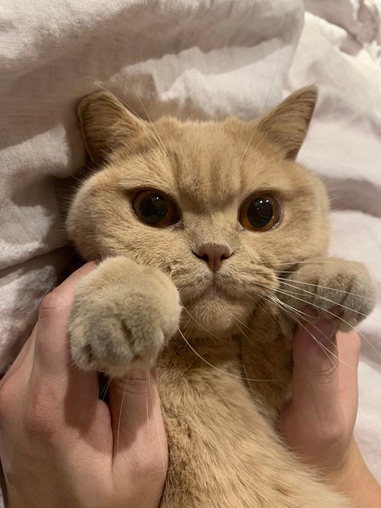 炉石传说最高粉尘卡组,炉石传说一套主流卡组要多少尘