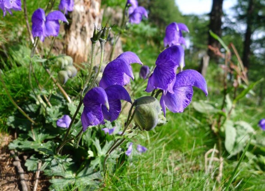 10种最毒花卉,20种大毒花