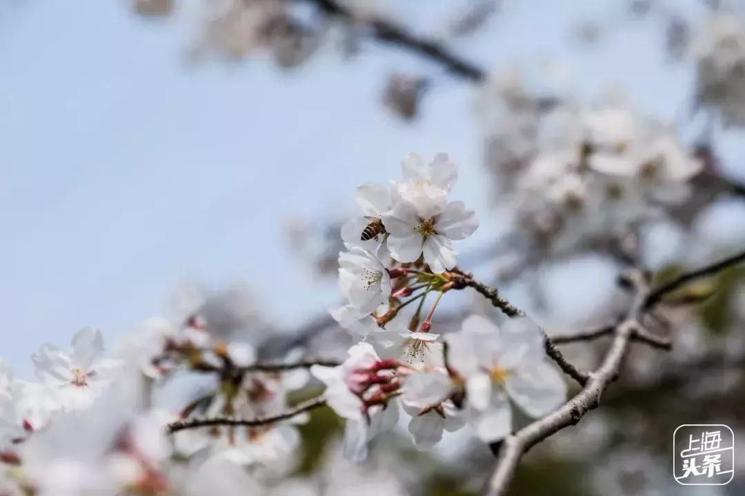 上海最大的绿地在哪里,上海人家万科广场