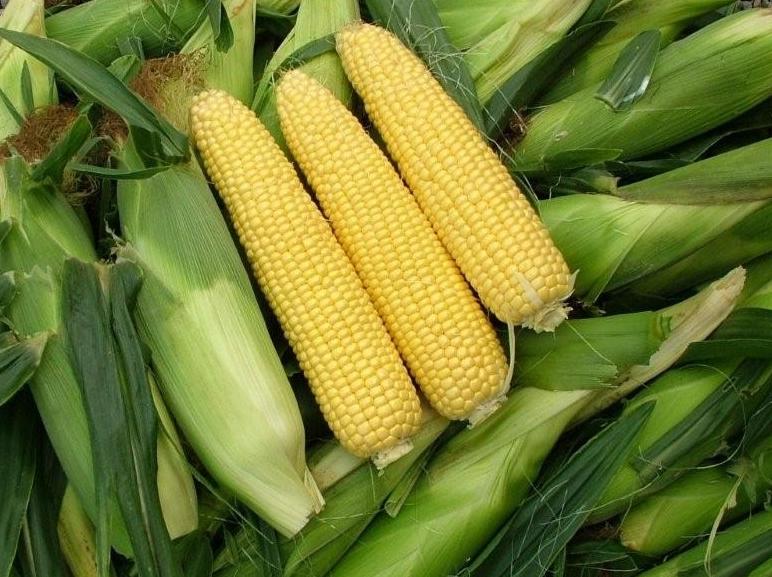 玉米这样做真好吃香甜软糯,不带皮玉米怎么煮又糯又香又甜