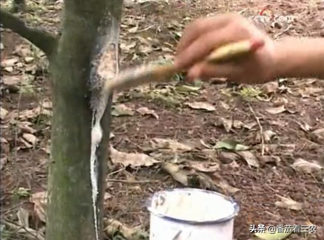 柠檬高产管理技术视频,广东香水柠檬高产种植技术