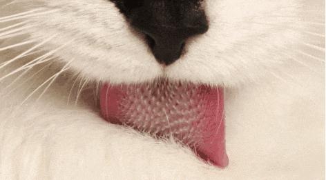 猫咪夏季好物推荐平价,猫咪防抓好物推荐