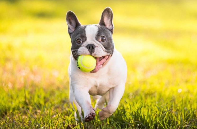 最旺主人的宠物狗品种有哪些,最受欢迎的小型宠物狗排行榜