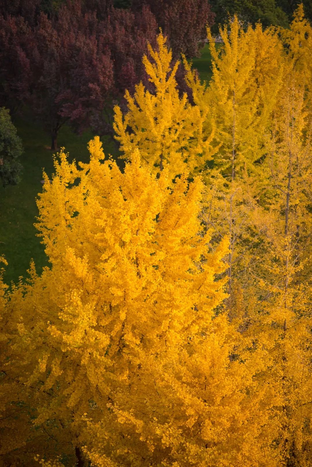 苏州和上海哪个值得去旅游,苏州这座清丽婉约的小城